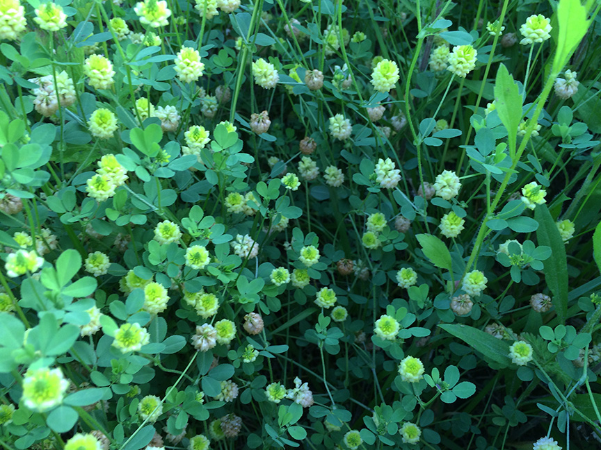 fieldclover05.jpg