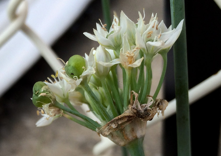 garlicchives04.jpg