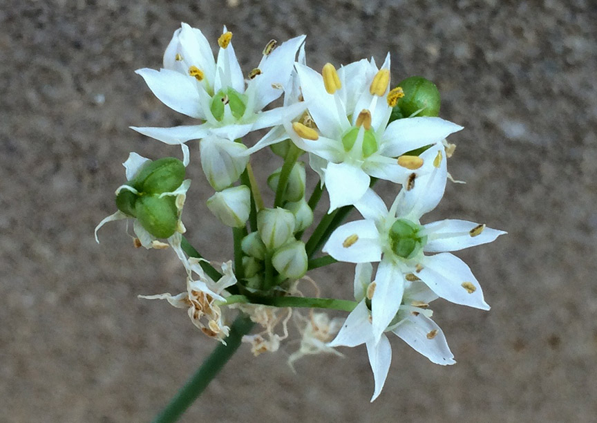 garlicchives05.jpg