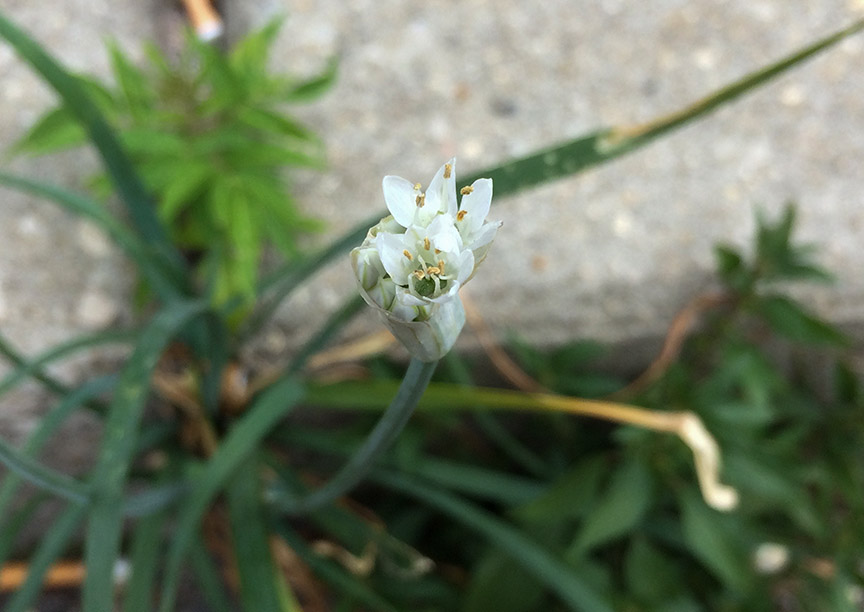 garlicchives06.jpg