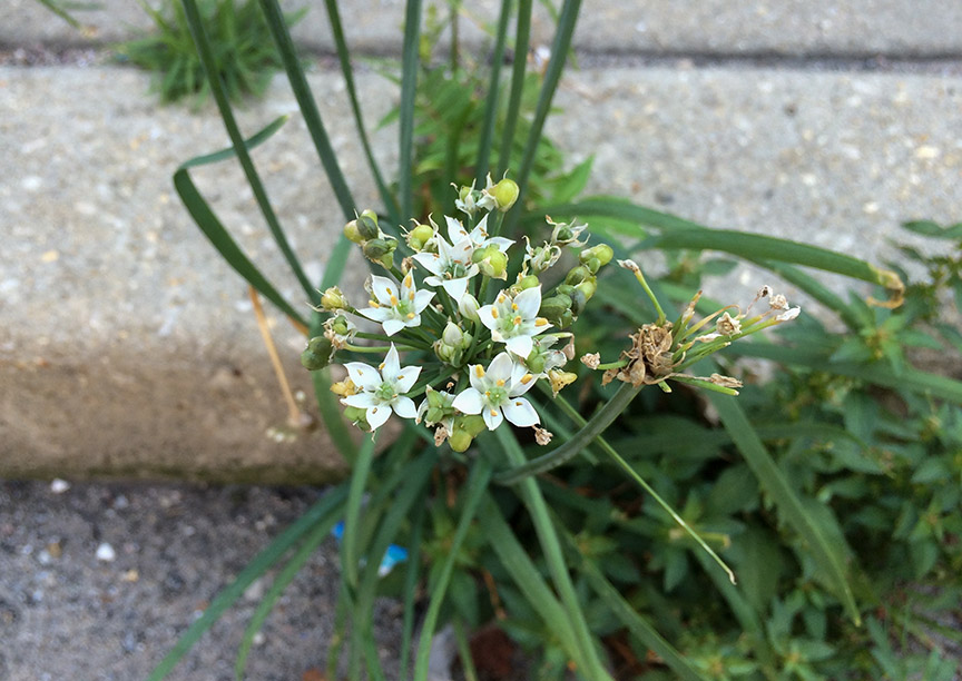 garlicchives09.jpg
