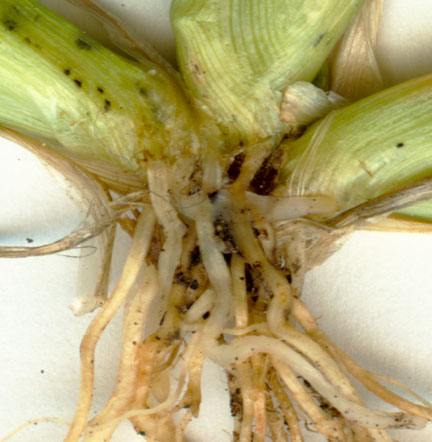 roots.jpg