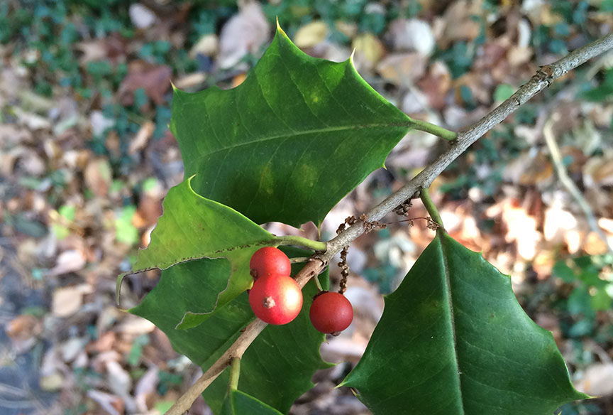 holly04.jpg