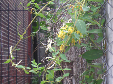 honey_05.jpg
