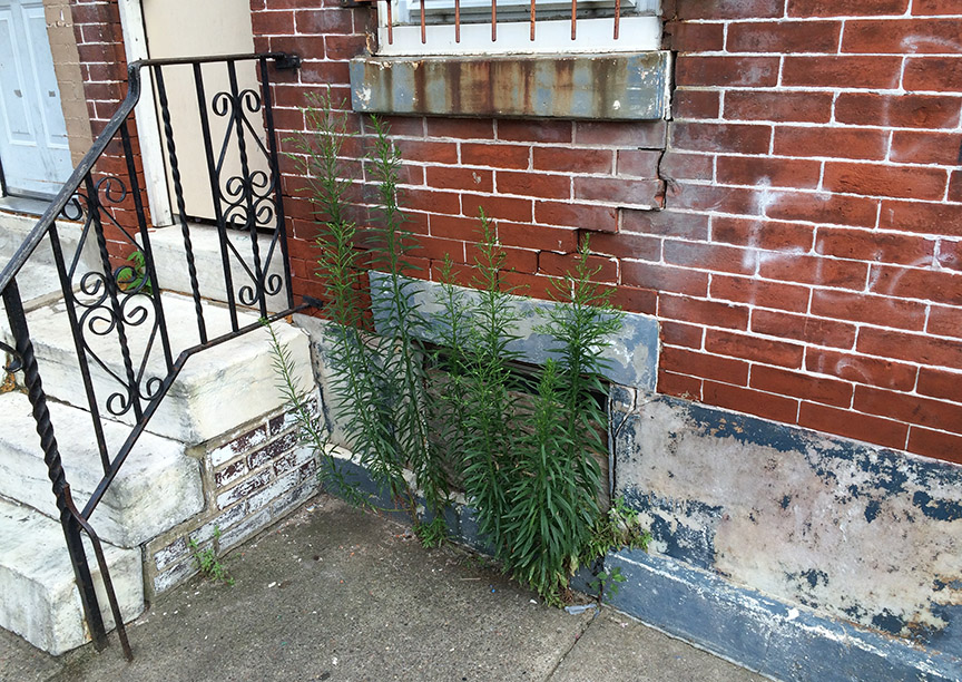 horseweed04.jpg