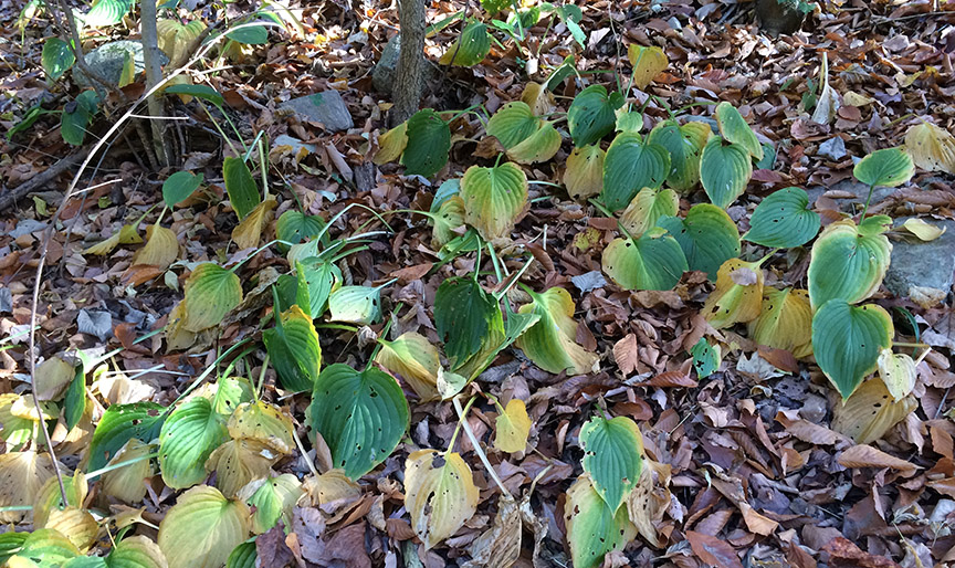 hosta01.jpg
