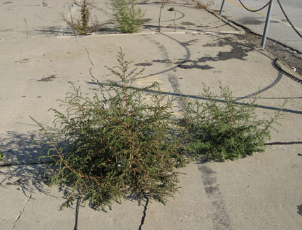 kochia_04.jpg