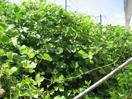 kudzu_02.jpg