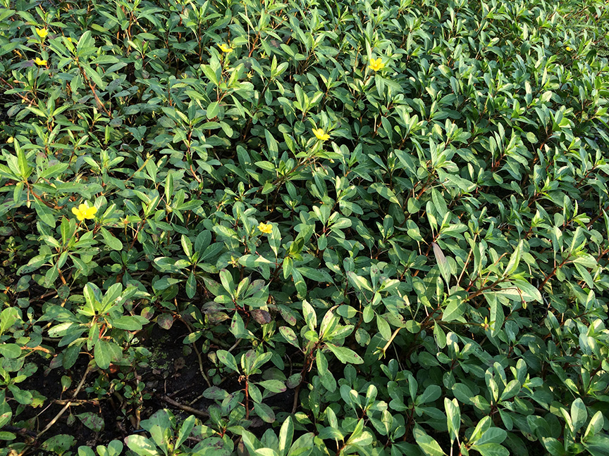 ludwigia02.jpg
