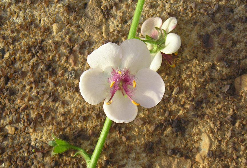 m_mullein_06.jpg