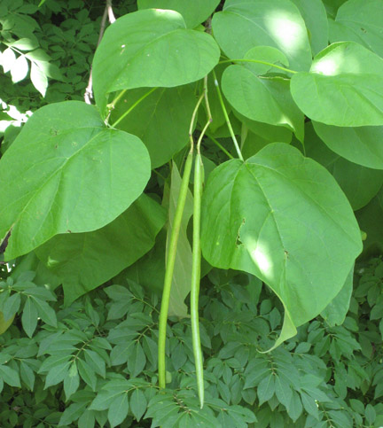 catalpa_01.jpg