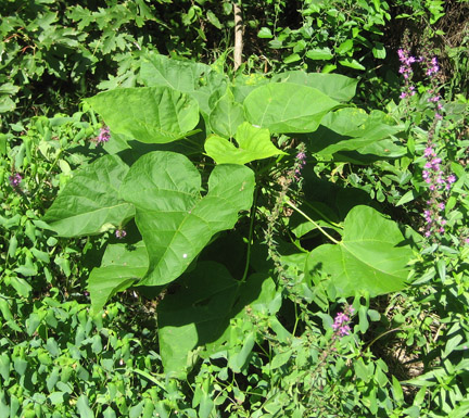 catalpa_07.jpg