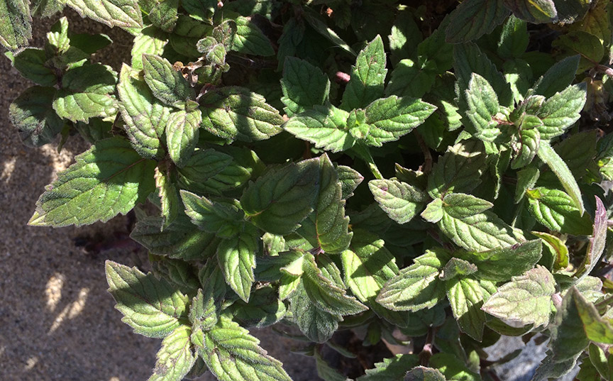 peppermint03.jpg