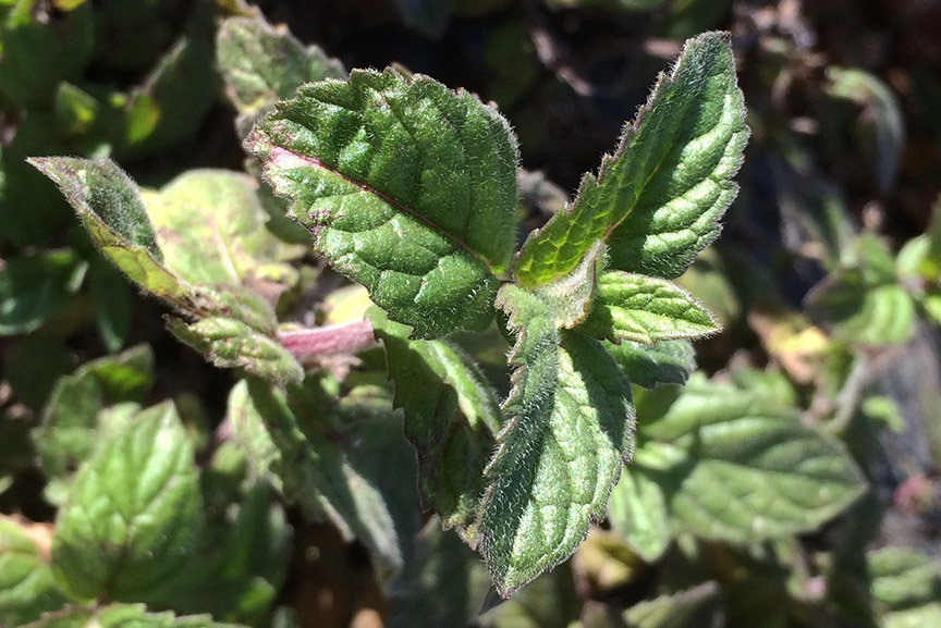 peppermint04.jpg