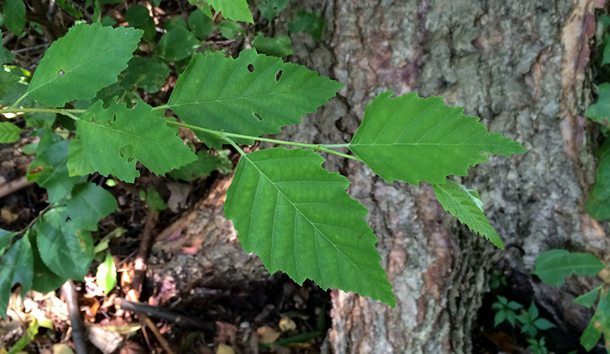 riverbirch01.jpg