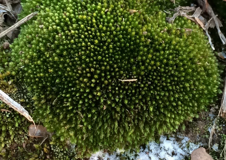 bryum09.jpg
