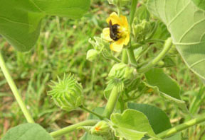 Abutilon theophrasti