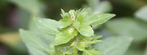 Acalypha rhomboidea