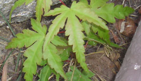 Acer palmatum