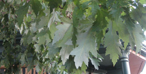 Acer saccharinum