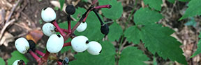 Actaea pachypoda