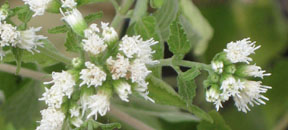 Ageratina altissima