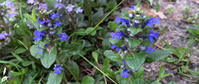 Ajuga reptans