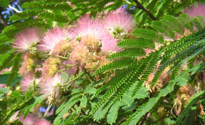 Albizia julibrissin