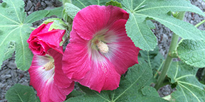 Alcea rosea