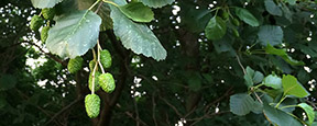 Alnus glutinosa