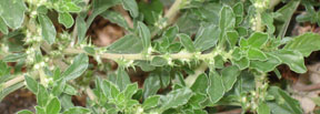 Amaranthus albus