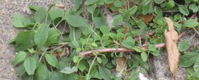 Amaranthus blitum