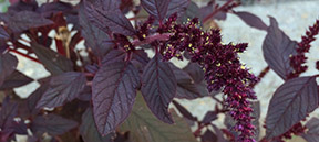 Amaranthus cruentus