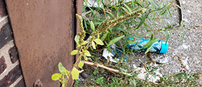 Amaranthus hybridus