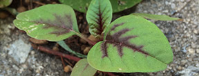 Amaranthus tricolor