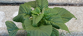 Amaranthus viridis