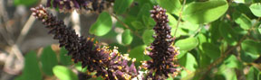 Amorpha fruticosa