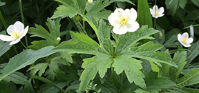 Anemone canadensis