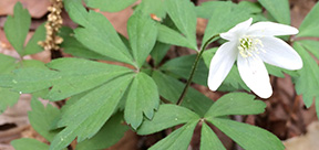 Anemone quinquefolia