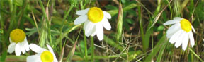 Anthemis cotula