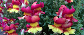 Antirrhinum majus