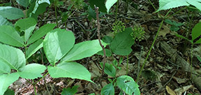 Aralia nudicaulis