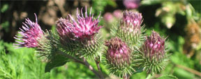 Arctium lappa