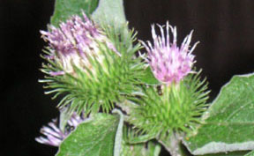 Arctium minus