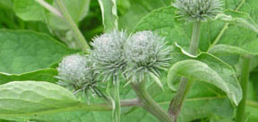 Arctium tomentosum