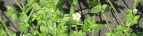 Arenaria serpyllifolia