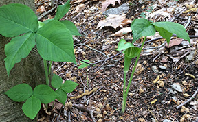 Arisaema triphyllum