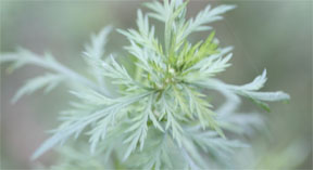 Artemisia annua