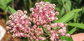 Asclepias incarnata