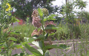 Asclepias syriaca